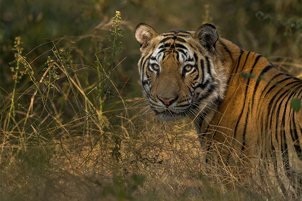 Bandhavgarh Tiger